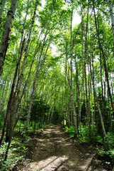 Fototapeta premium A Forest of White Birch Trees with a Dirt Road Down the Middle