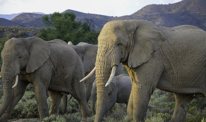 Elefantenherde 