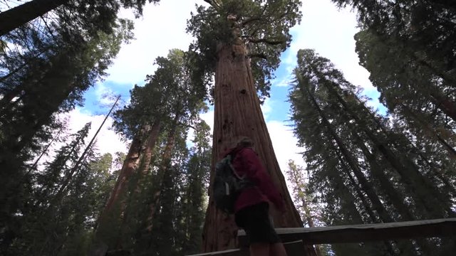  Hiker, admiring Giant Sequoia trees General Sherman