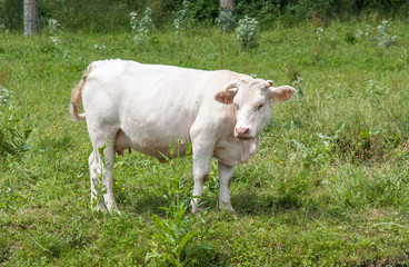 Vache charolaise en pature 