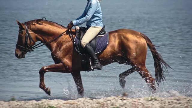 Tracking of brown Russian Don horse with equestrienne trotting from water to lake shore in slow motion