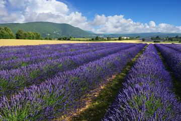Fototapeta na wymiar Lavender field in Provence, France