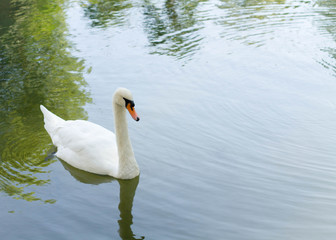 Fototapeta premium swans on the Rivers