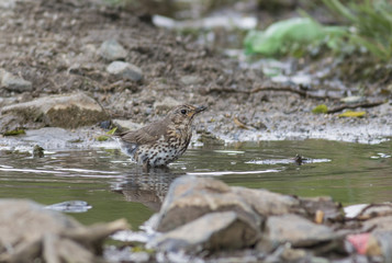 Song Thrush