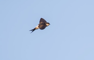 House Martin
