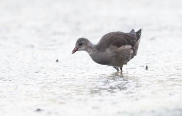 Young Common Moorhen