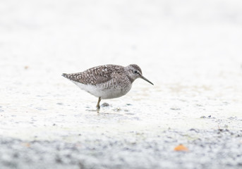 Wood Sandpiper