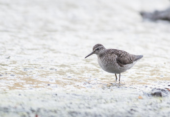 Wood Sandpiper