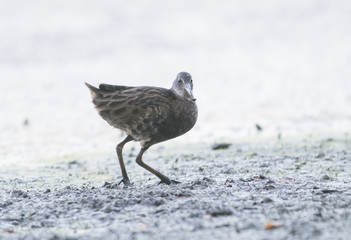 Water Rail