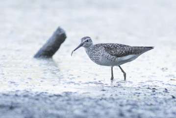 Wood Sandpiper
