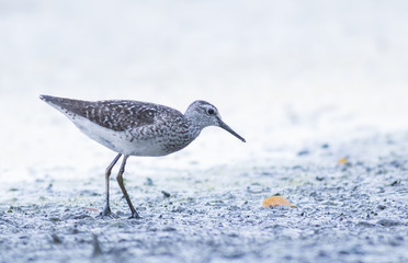 Wood Sandpiper