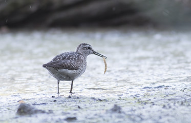 Wood Sandpiper