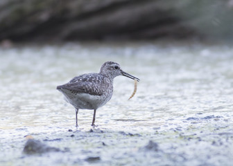 Wood Sandpiper