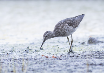 Wood Sandpiper