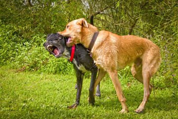 Black Lab mix suffering playful neck bites from beige Lab mix friend on green grassy lawn in park
