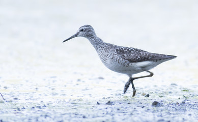 Obraz premium Wood Sandpiper