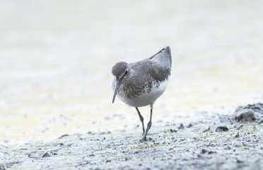 Green Sandpiper