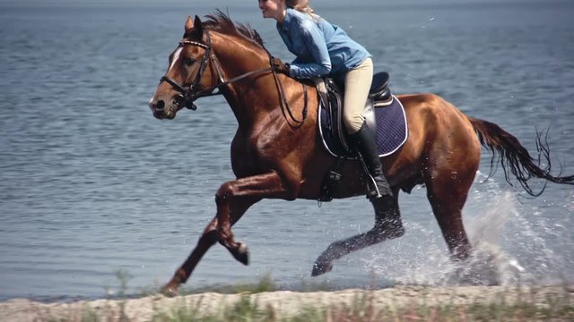 Slow motion tracking of majestic brown thoroughbred and his equestrienne riding through water 