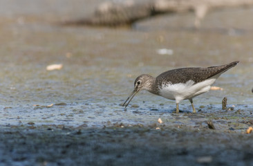 Green Sandpiper