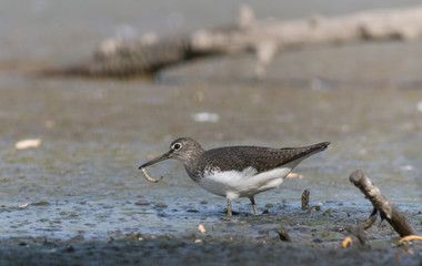 Green Sandpiper