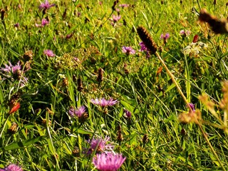 Many flowers on meadow in wild nature during spring
