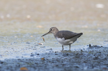 Green Sandpiper