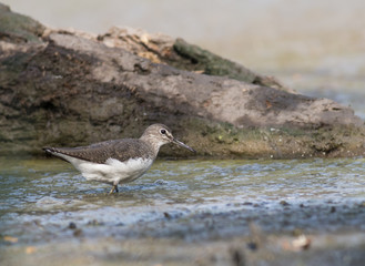 Green Sandpiper