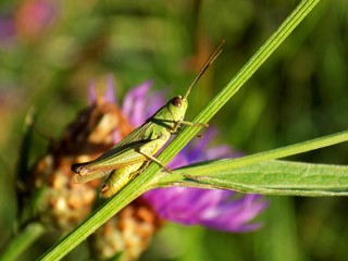 Grasshopper on plant leaf on meadow in wild nature during spring