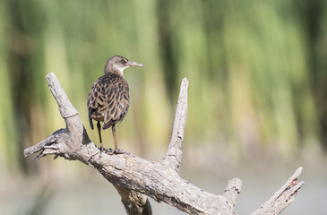 Water Rail