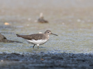 Obraz premium Green Sandpiper