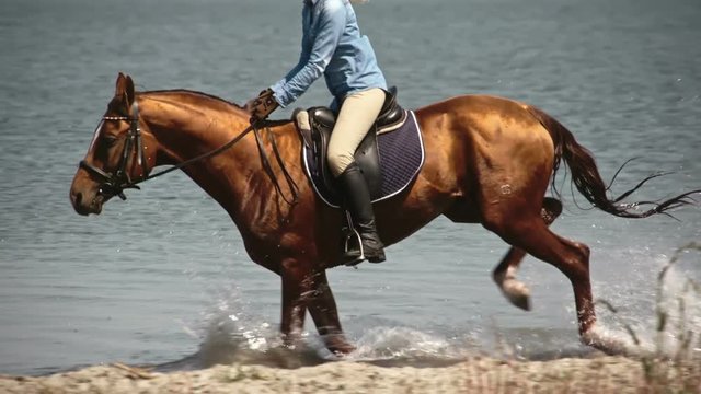 Tracking of mounted elegant brown mare with shining hair galloping through lake to shore