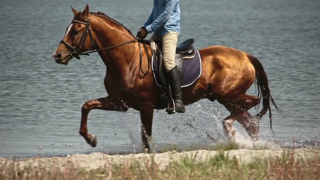 Tracking of mounted brown horse with shining hair trotting on lake in slow motion