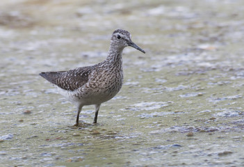 Wood Sandpiper