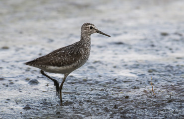 Wood Sandpiper