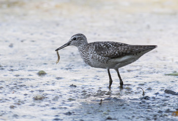 Wood Sandpiper