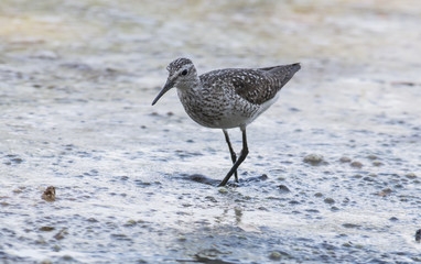 Wood Sandpiper