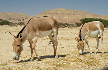 The onager (Equus hemionus) is a brown Asian wild donkey inhabiting nature reserve park near Eilat