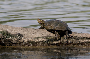 Fototapeta premium European pond turtle