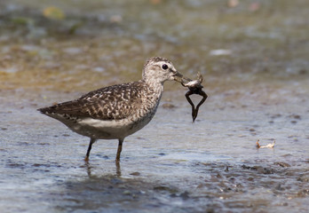 Wood Sandpiper