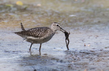 Wood Sandpiper