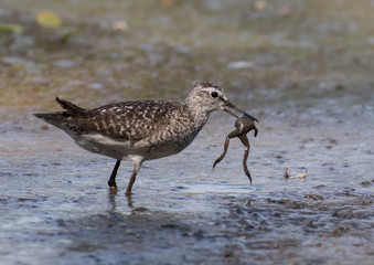 Wood Sandpiper
