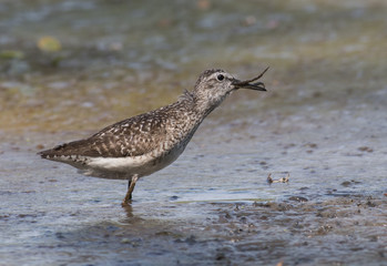 Wood Sandpiper