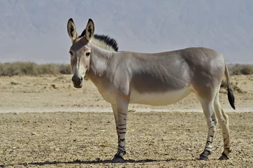 Papier Peint photo Lavable Âne L& 39 âne sauvage de Somalie (Equus africanus) est l& 39 ancêtre de tous les ânes domestiques. Cette espèce est extrêmement rare à la fois dans la nature et en captivité. De nos jours, il habite la réserve naturelle près d& 39 Eilat, Israël