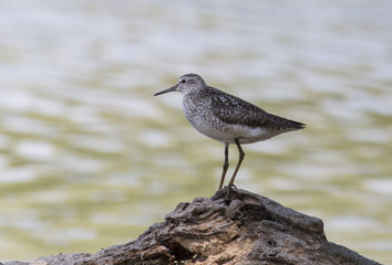 Wood Sandpiper