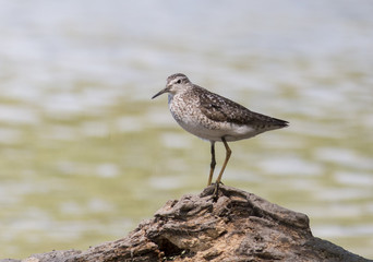 Obraz premium Wood Sandpiper