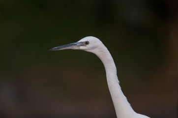 Little Egret