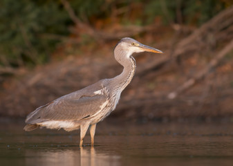 Grey Heron 