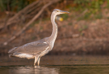 Grey Heron 