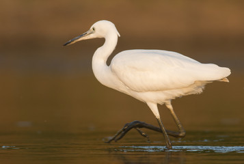 Little Egret