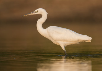 Little Egret